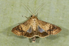 Lophoptera illucida