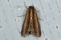 Aegilia describens