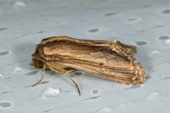 Aegilia describens
