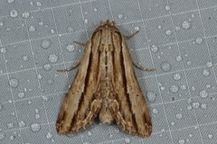 Aegilia describens