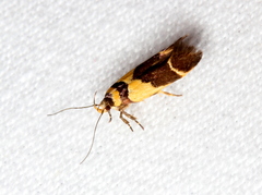 Macrobathra chrysotoxa