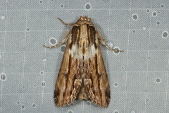 Aegilia describens