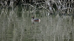 Podiceps nigricollis