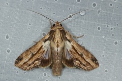 Aegilia describens