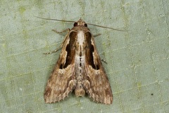 Aegilia sundascribens