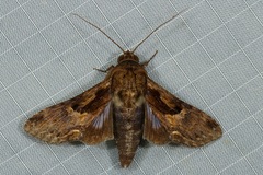 Aegilia sundascribens