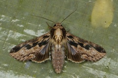 Aegilia sundascribens