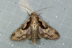 Aegilia sundascribens