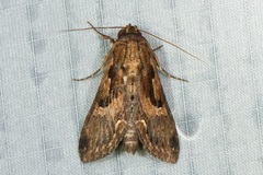 Aegilia sundascribens