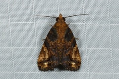 Lophoptera coangulata