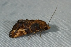 Lophoptera coangulata