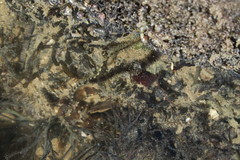 Ophiocoma scolopendrina
