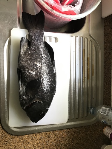 Black bream (Girella elevata) — Kyphosidae — 3