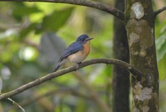 Cyornis tickelliae