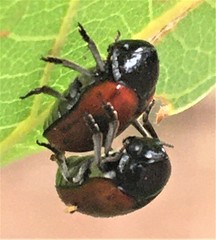 Urodera dilaticollis