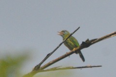 Psilopogon rubricapillus