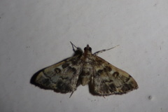Nacoleia rhoeoalis