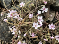 Claytonia exigua