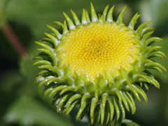 Grindelia subalpina