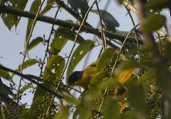 Rubigula melanicterus