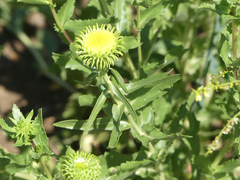 Grindelia subalpina