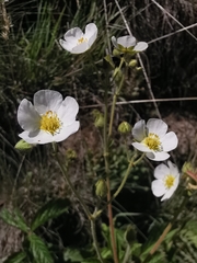 Drymocallis rupestris