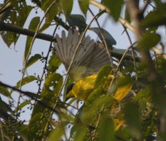 Rubigula melanicterus