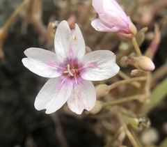 Claytonia exigua