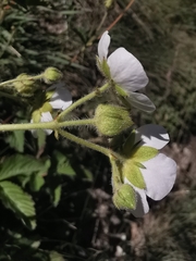 Drymocallis rupestris