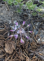 Allium campanulatum