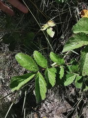 Drymocallis rupestris