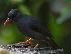 Hypsipetes ganeesa