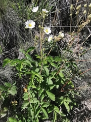 Drymocallis rupestris