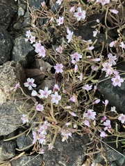 Claytonia exigua