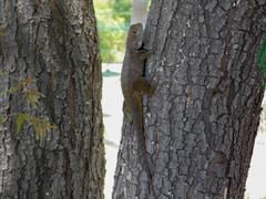 Sceloporus hunsakeri