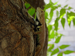 Sceloporus hunsakeri