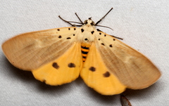 Asota iodamia