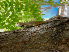 Sceloporus hunsakeri