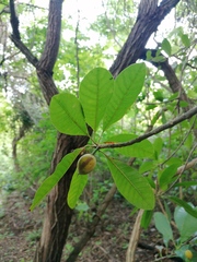 Condamineeae