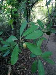Condamineeae