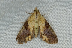 Lophoptera acuda