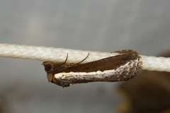 Lophoptera squammigera