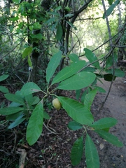 Condamineeae