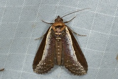 Lophoptera squammigera