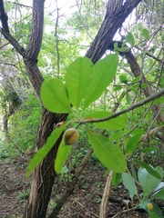 Condamineeae