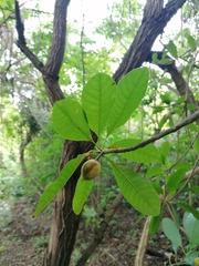 Condamineeae