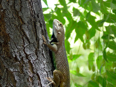 Sceloporus hunsakeri
