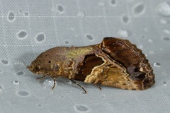 Odontodes pallidifimbria