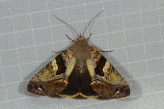 Odontodes pallidifimbria