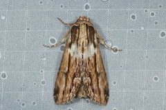 Stictopterinae